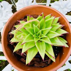 ECHEVERIA LIPSTICK SUCCULENT PLANT IN BLOOM - In Terracotta Pot 