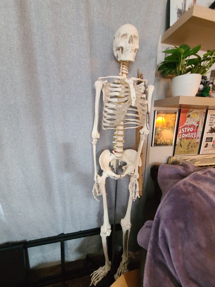 Skeleton Dude Anatomically Correct Teaching Model 
