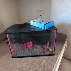 Glofish Aquarium