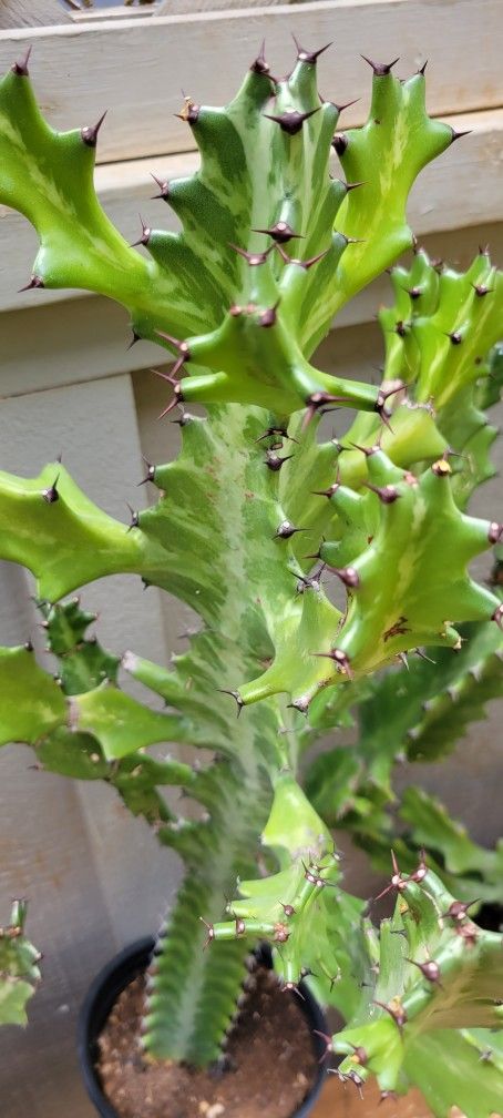 Euphorbia Dragon Bone Cactus Plant