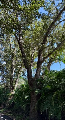 OAK WOOD FREE