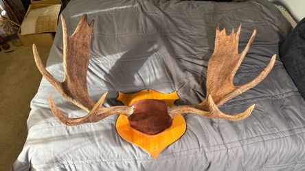 Mounted moose antlers