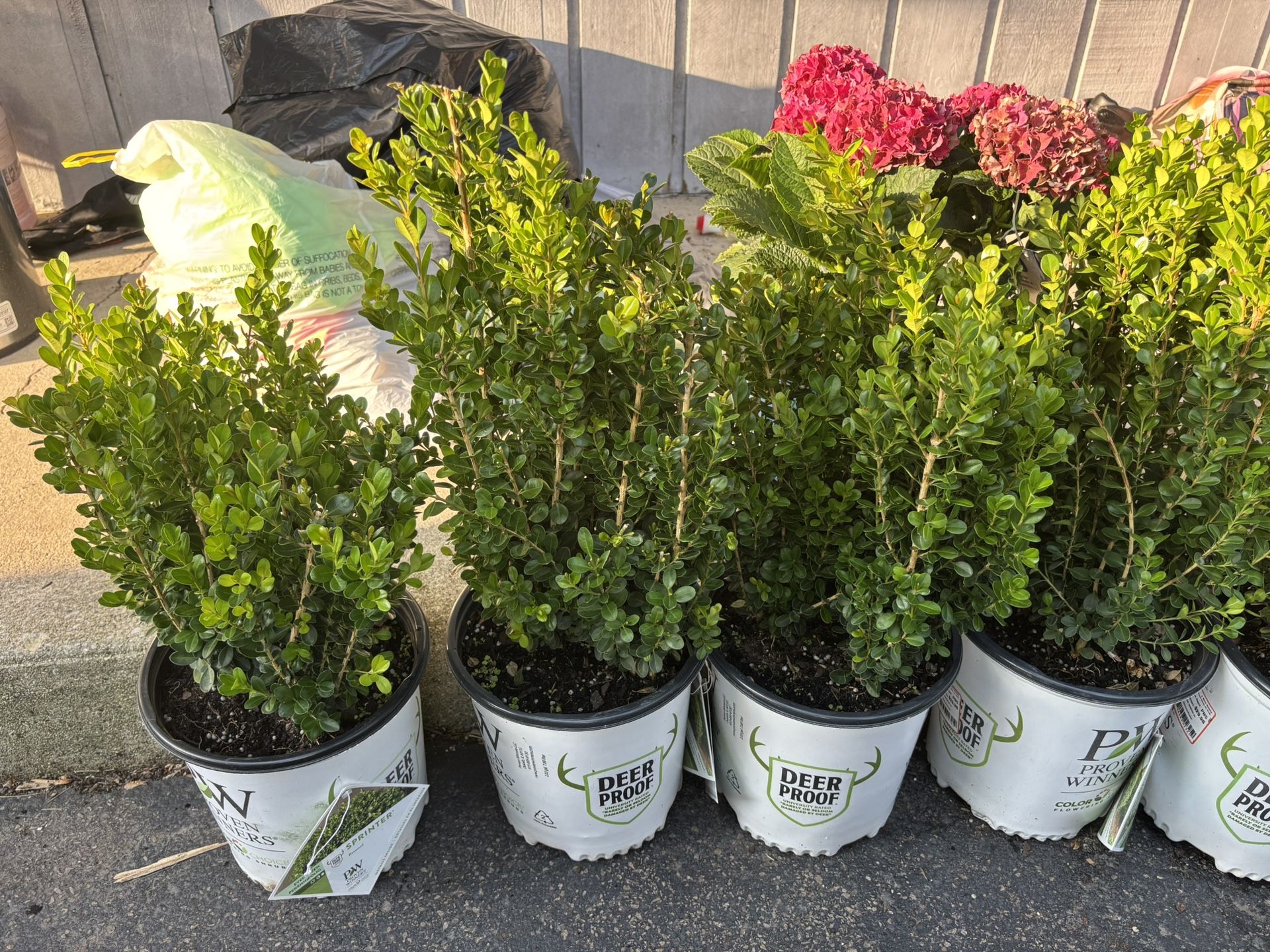 BOXWOOD PLANTS