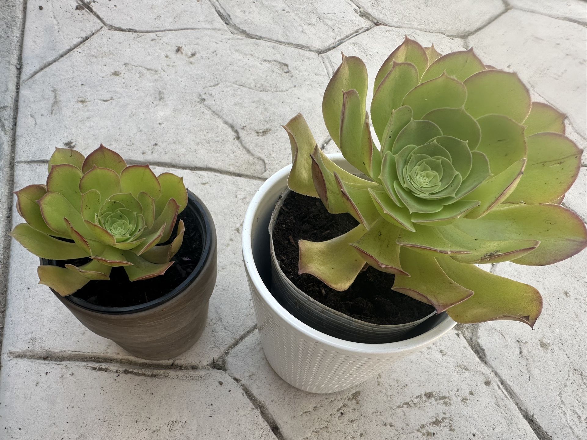 Succulents