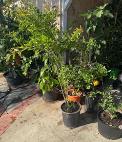 Wonderful Pomegranate Tree - Large Mature Organic Fruit Tree This is a beautiful and established Wonderful Pomegranate tree that is currently healthy,