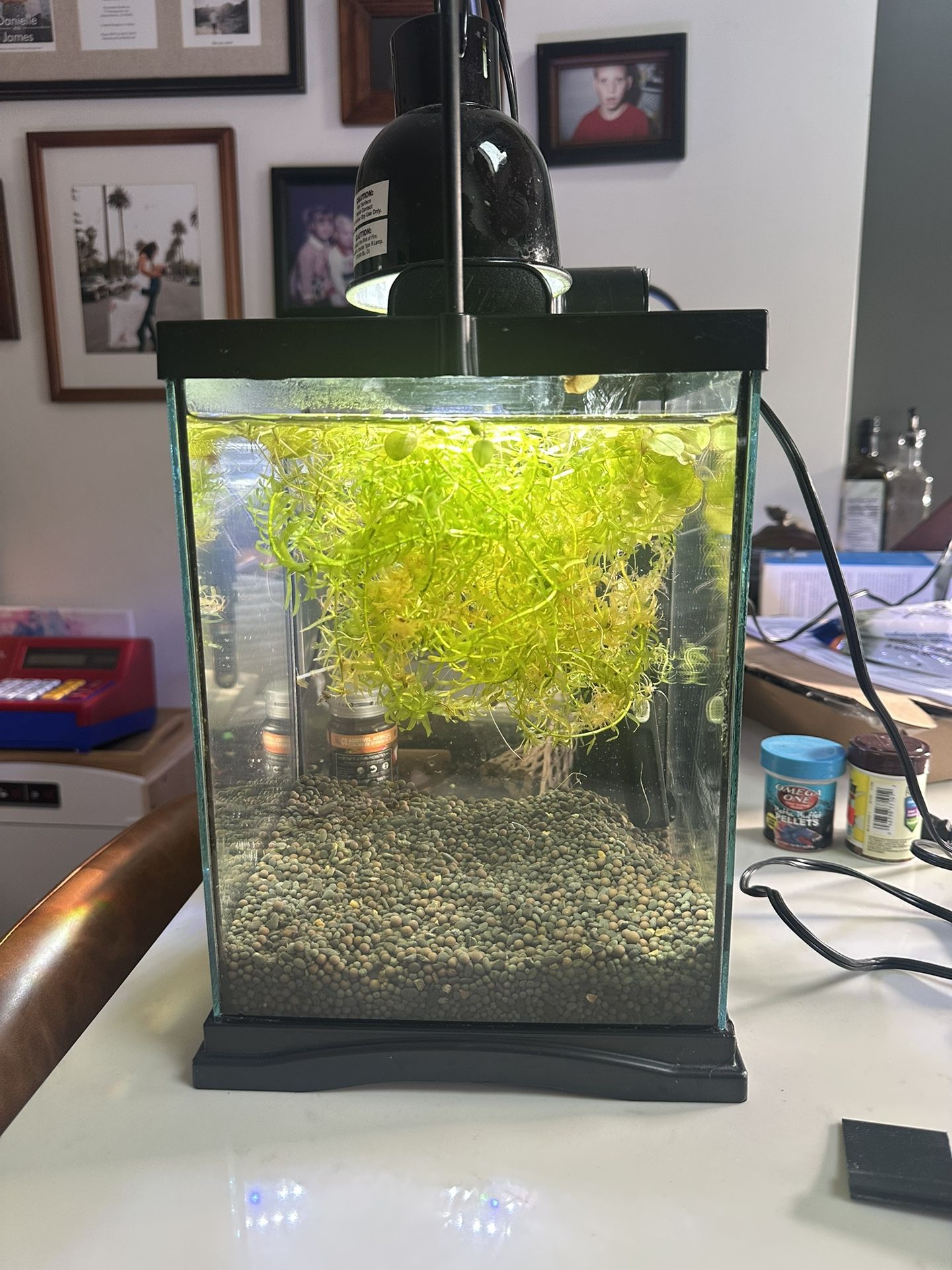 Fish Tank - No Fish