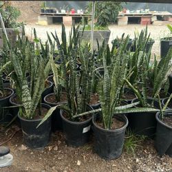 Snake Plants