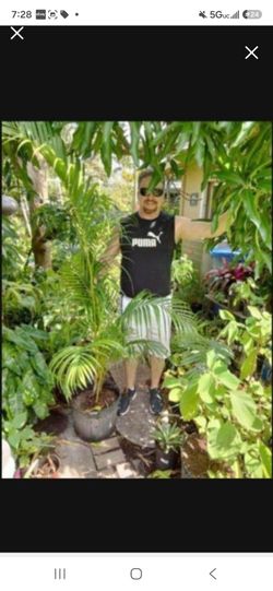 Large Areca Palm Potted Plant Landscape plant