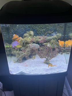 Biocube 32 gallon aquarium
