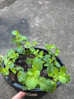 Menta planta
