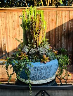 Elevated Live Cactus & Succulent Artistry Blend in Rich Ceramic Vessel for Indoor/Outdoor Eleglance