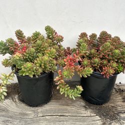Jelly Bean Succulent Plants