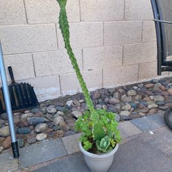 Euphorbia Cactus