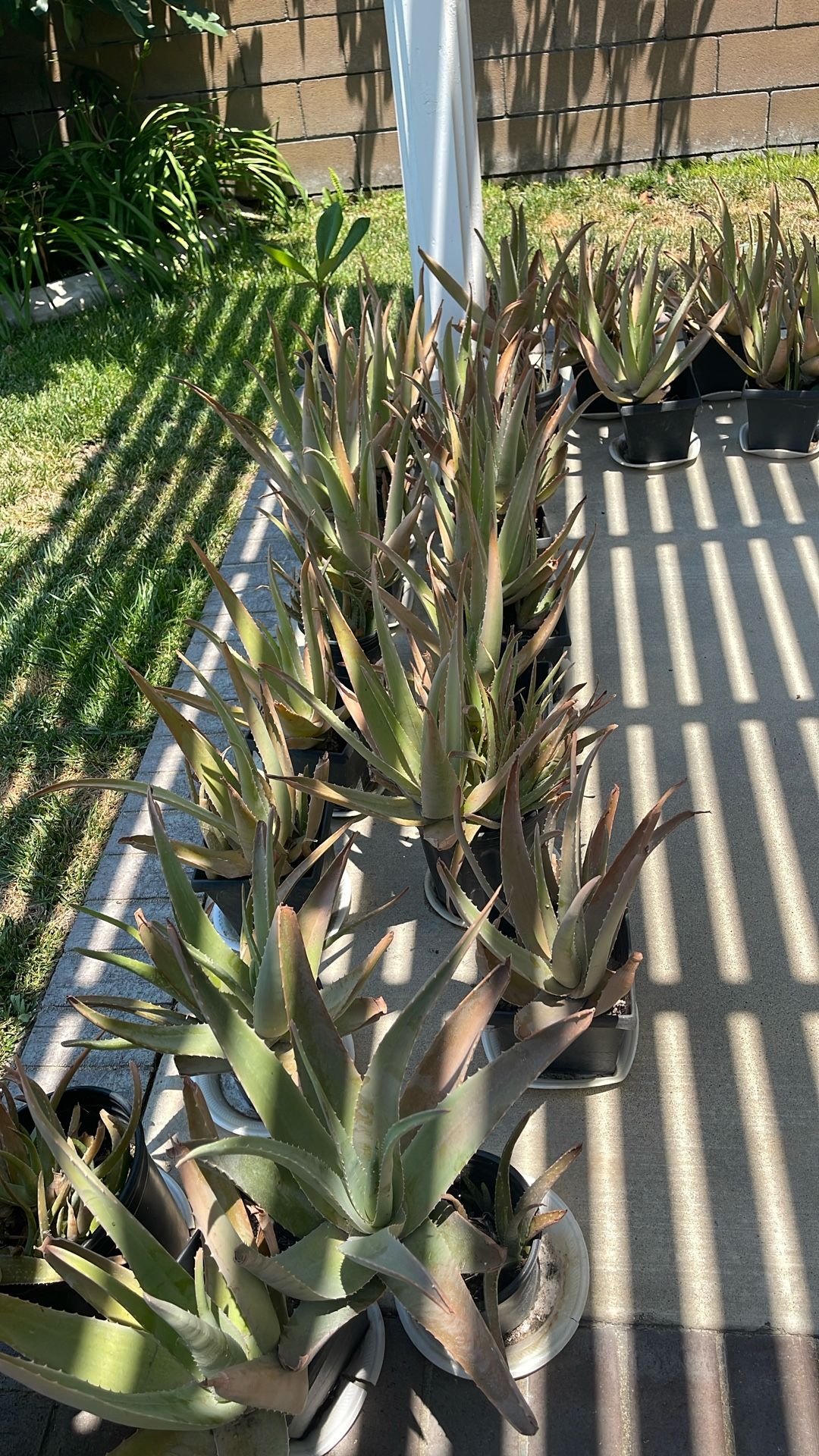 Aloe Vera Plant, Plenty In Stock. $3.00 Per Plant, Very Healthy