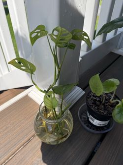 Swiss Cheese Water Props