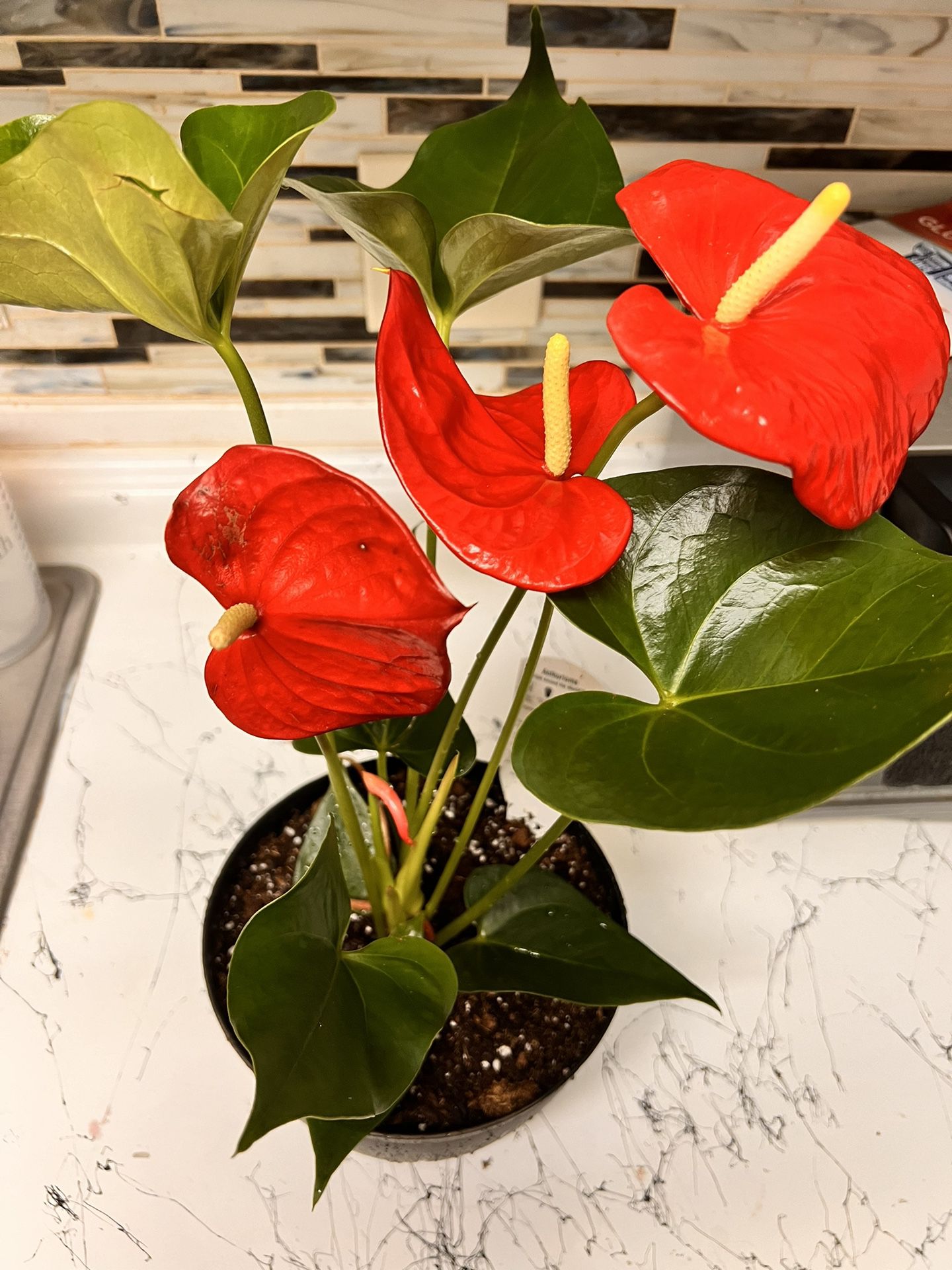Red Anthurium Plant 6”Pot Live Indoor Plant | Easy to Care | Natural Décor Plant | Great Gifts|