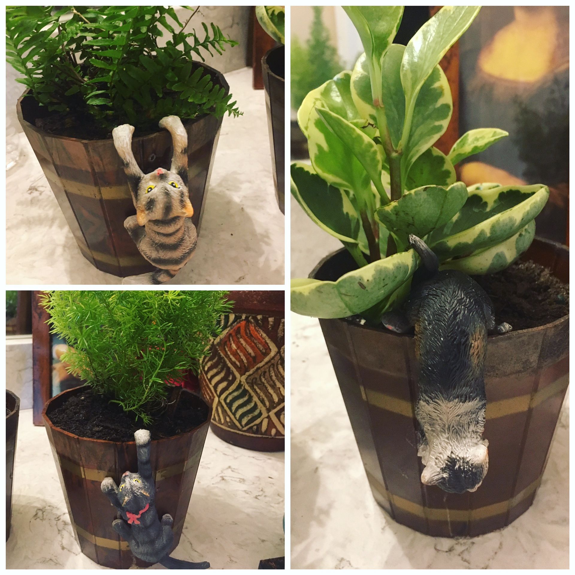 3 Mischievous Kitties, 3 Beautiful Plants