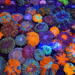 🔥CORALS DECORATIONS FOR MARINE TANK OVER 500 CORALS IN STOCK PICK-UP - DELIVERY  - SHIP