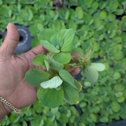 $10 Water Lettuce Bundles + $10 Bio Filter Bags 🌱