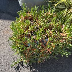 Ice Plants In Large Pot Decorative Green Easy To Care For Plants Purple Flowers 