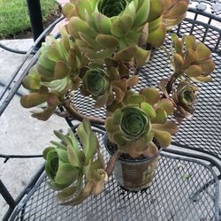 Larger Succulent Plant