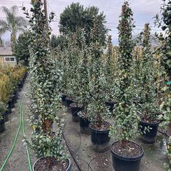 Star Jasmine 