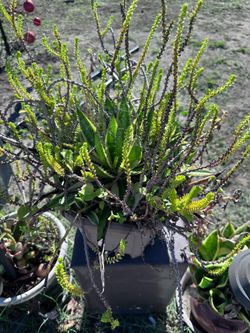 Outdoor indoor plants