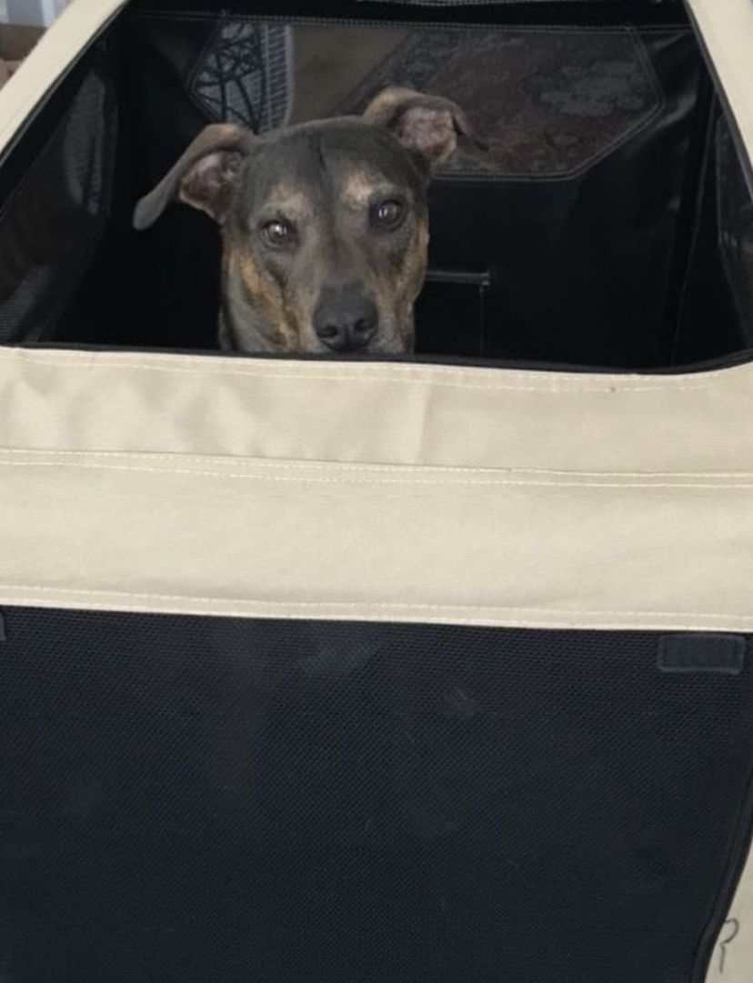 Soft Collapsible Dog Crate - Amazon Basics