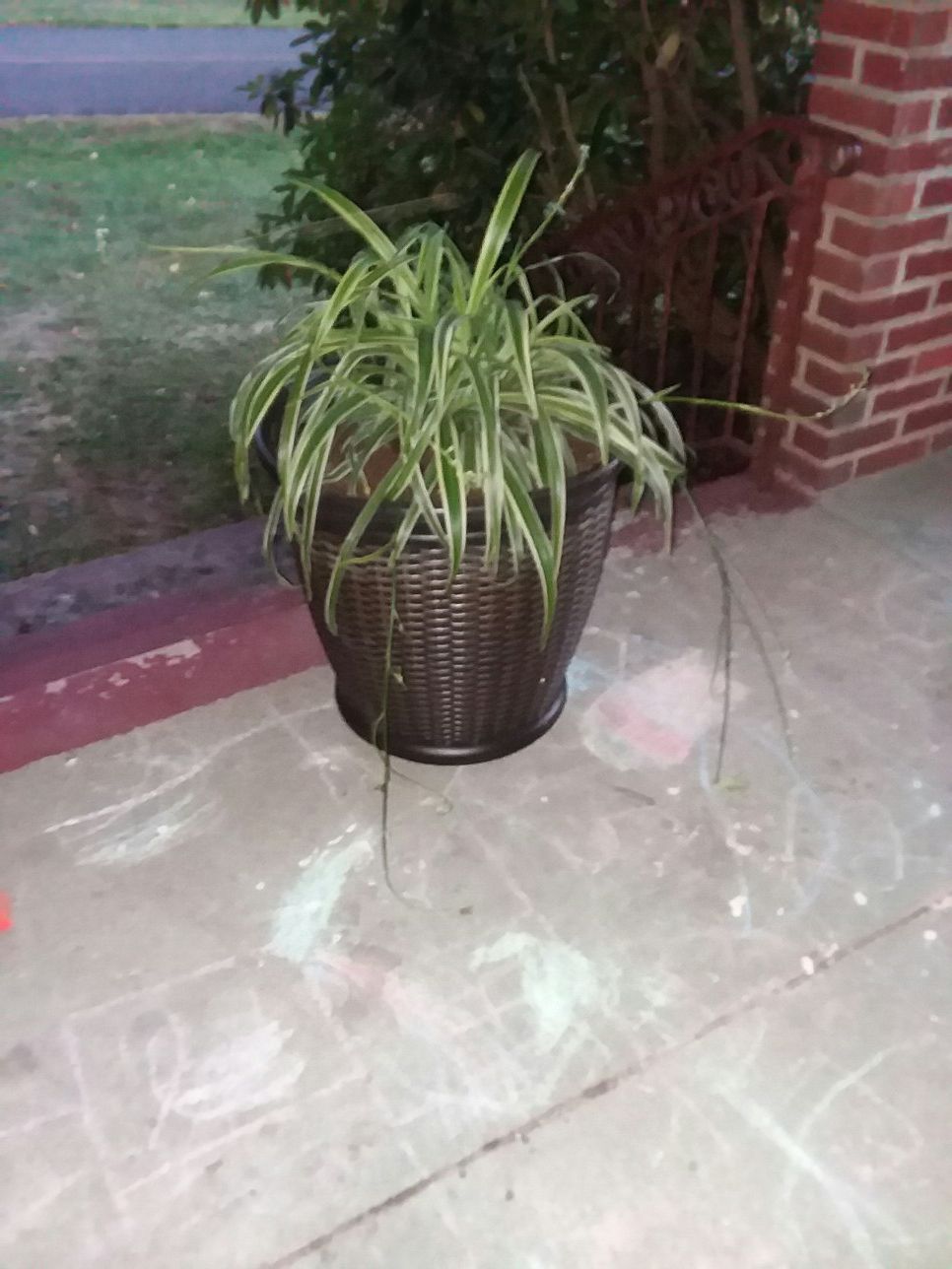 Spider plant