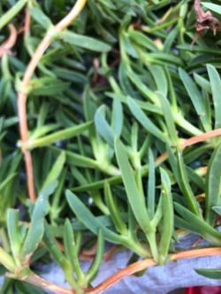 Ground cover succulent cuttings