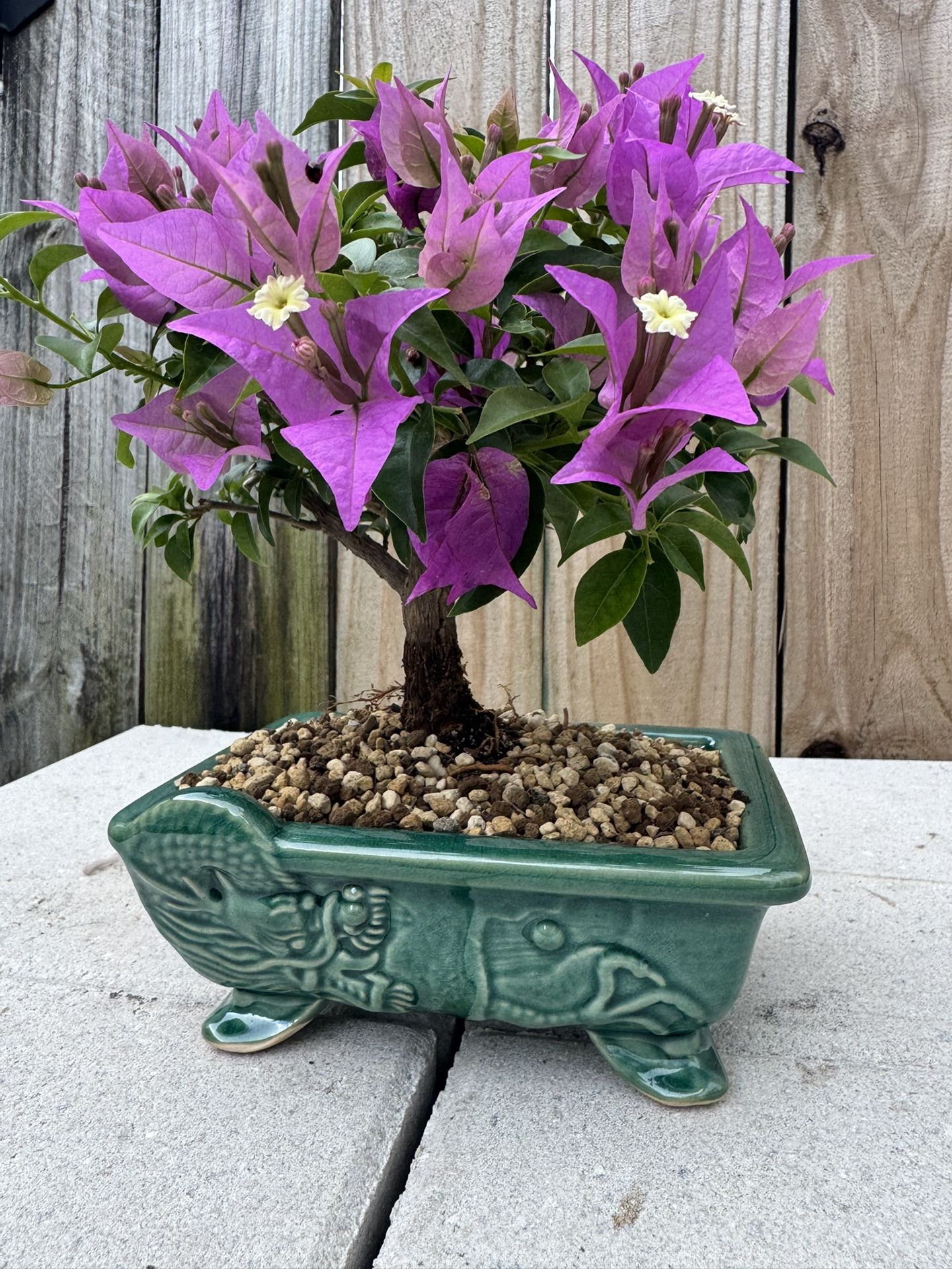 Bougainvillea Bonsai