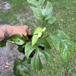 Mini Monstera Rhaphidophora Tetrasperma in 6” Pot