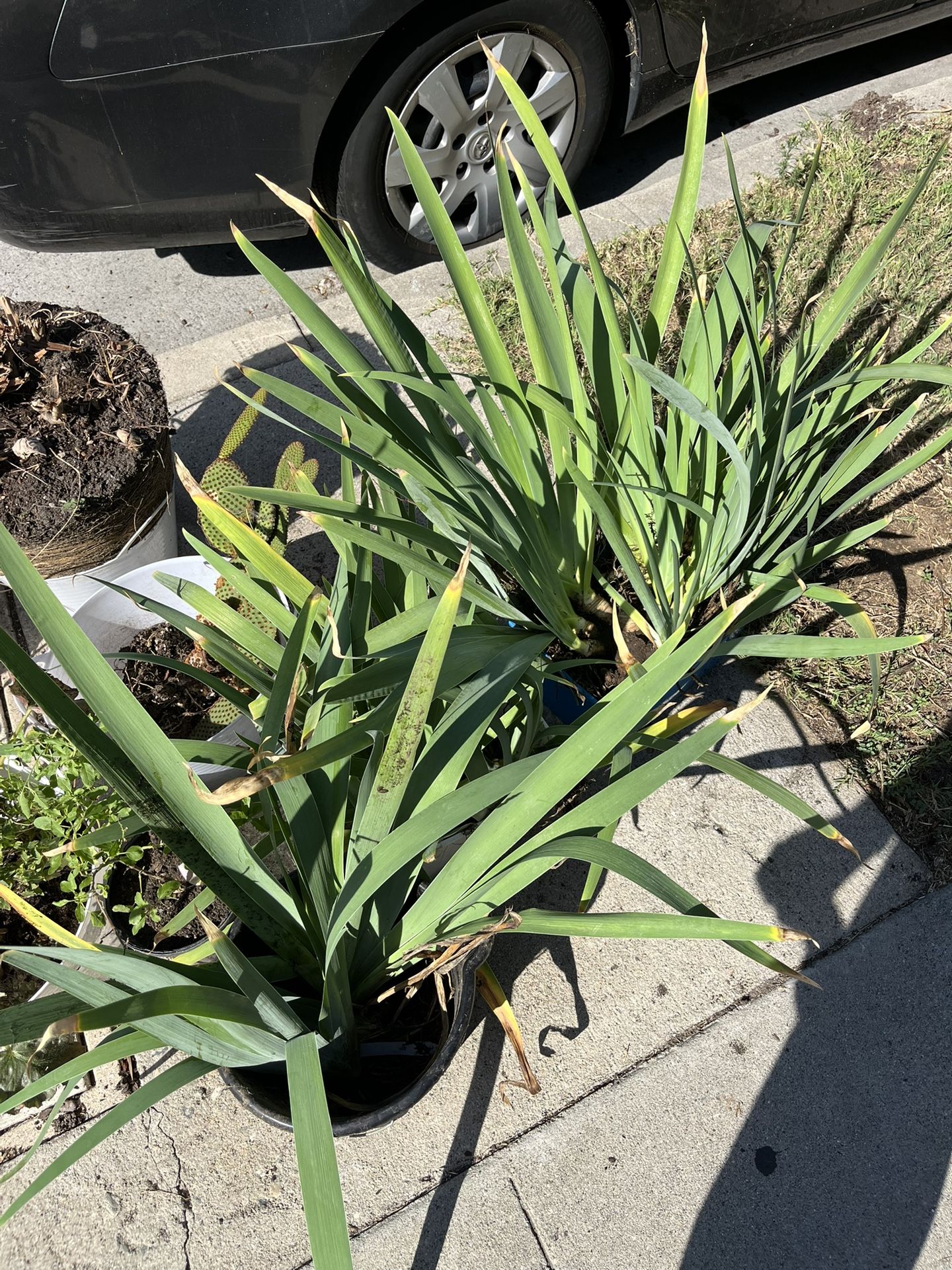 Free Iris Plants