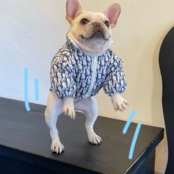 Dog Coat