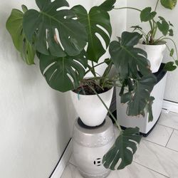 Monstera For Sale Plant