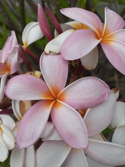 Colorful fragrant plumeria cuttings with flowers intact ready to plant