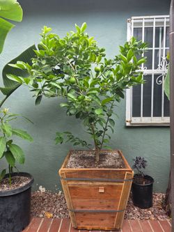 Lime tree