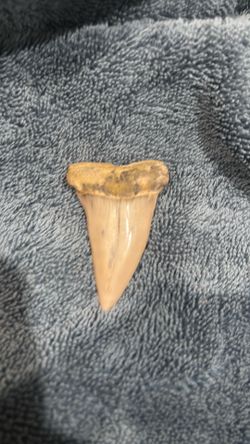 Meg tooth