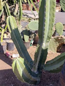 Succulents and cactus