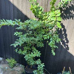 Natchez White Crape Myrtle 