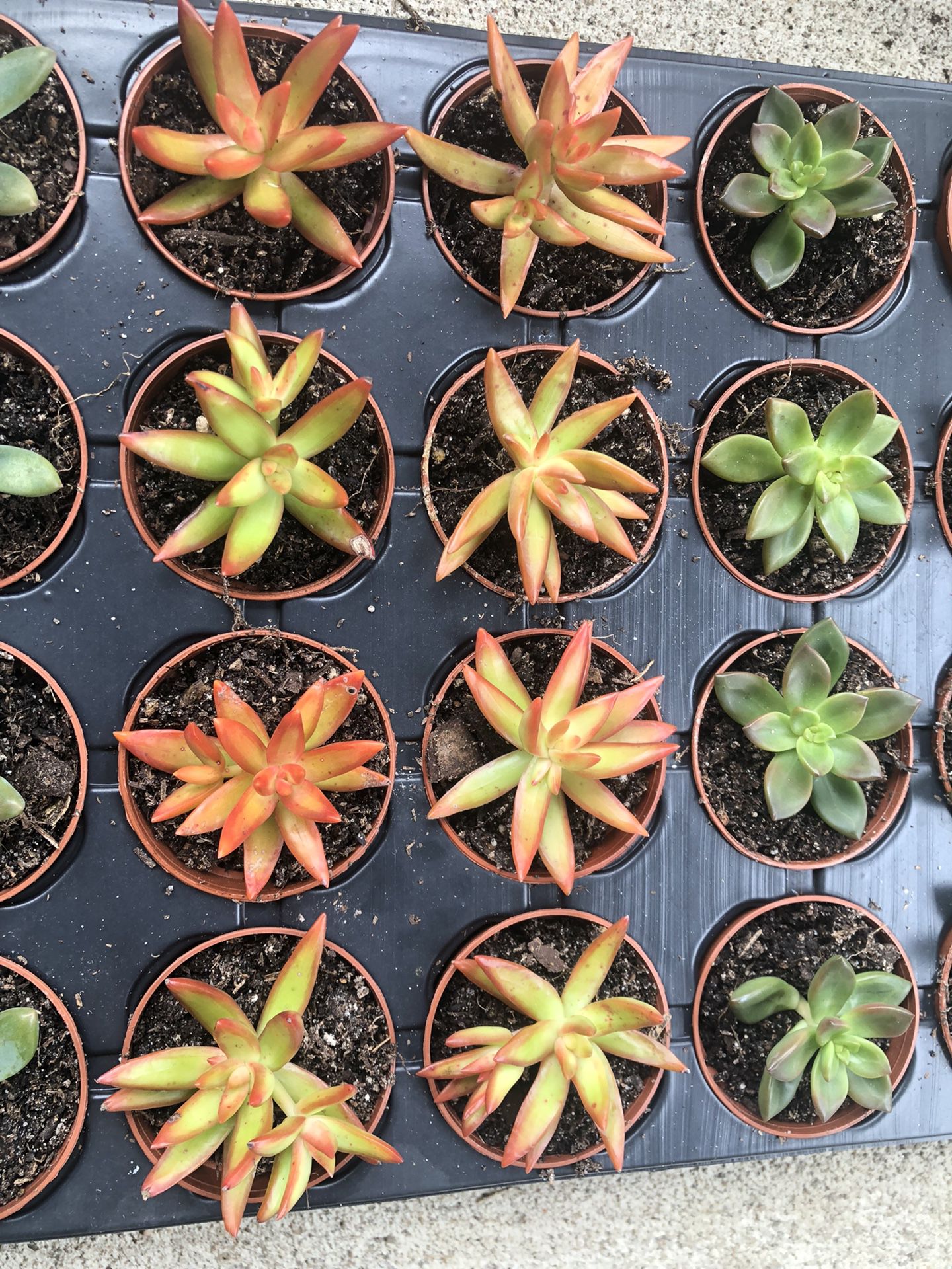 Succulents For Sale Cypress/Tomball Area