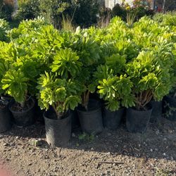 Plants