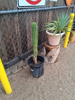 Cactus