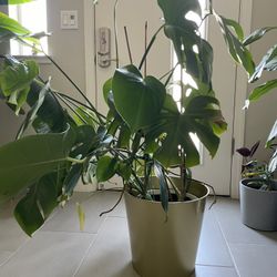 Monstera Plant 