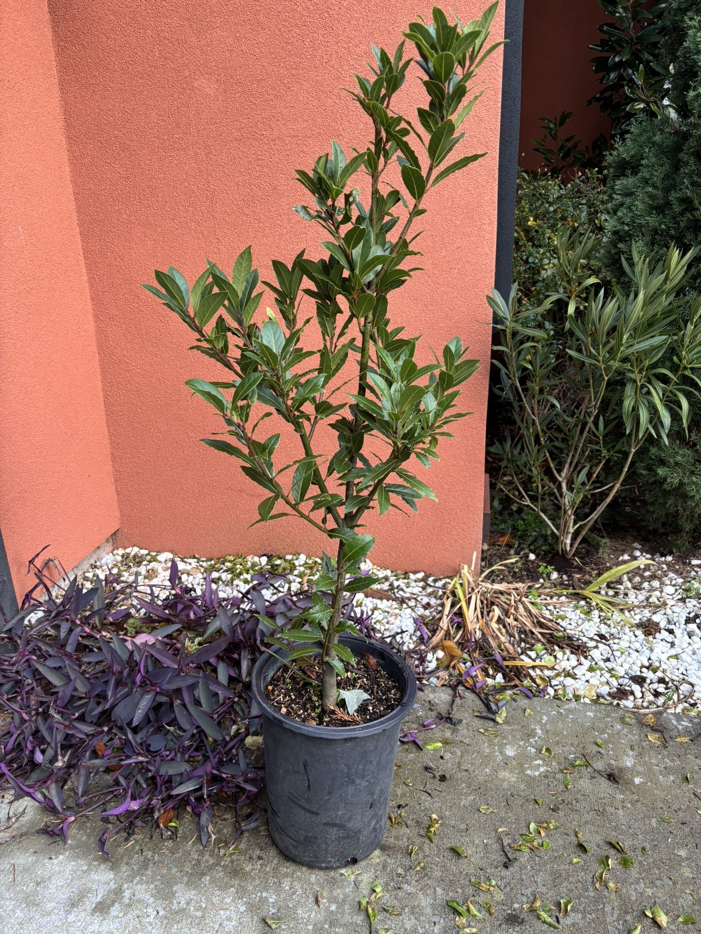 Bay Laurel Tree 5gal (Lauras nobilus )