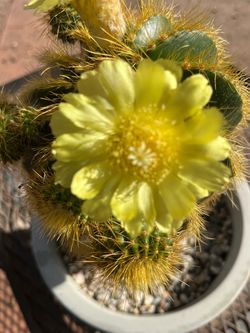 Cactus