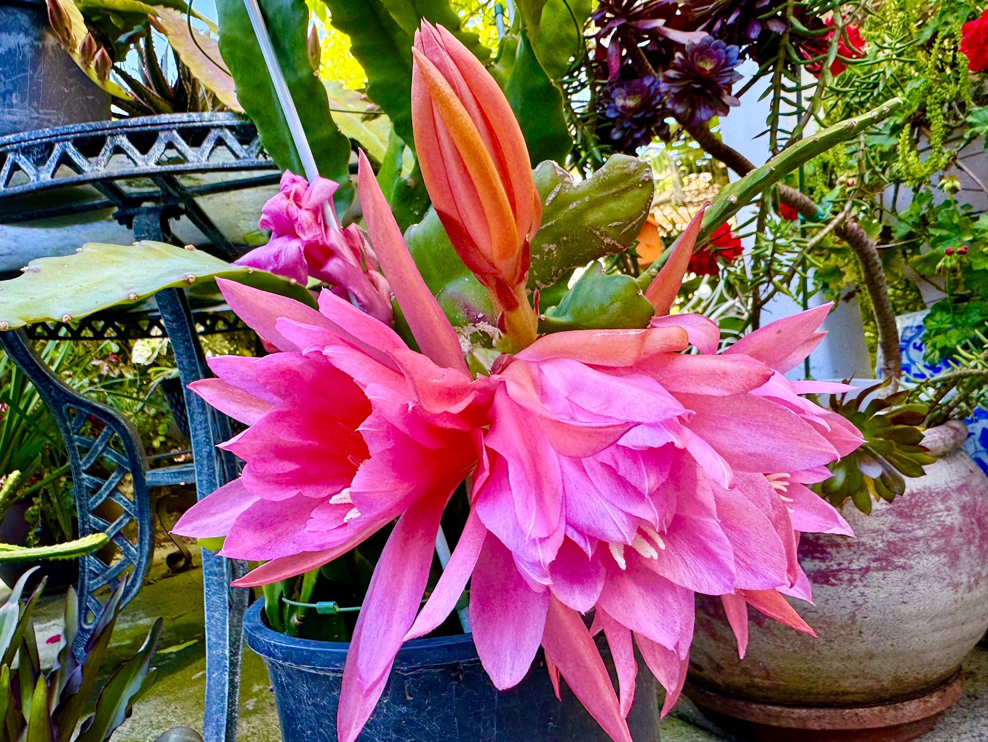Pink Epiphyllum Orchid Cactus Plant - In Big 5 Gallon Pot 
