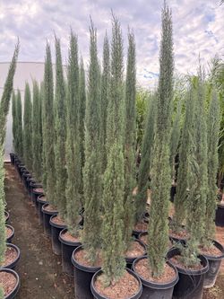 Italian cypress 15 gal 7 feet tall when planted