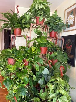 Tons of Houseplants/Indoor Plants for Sale