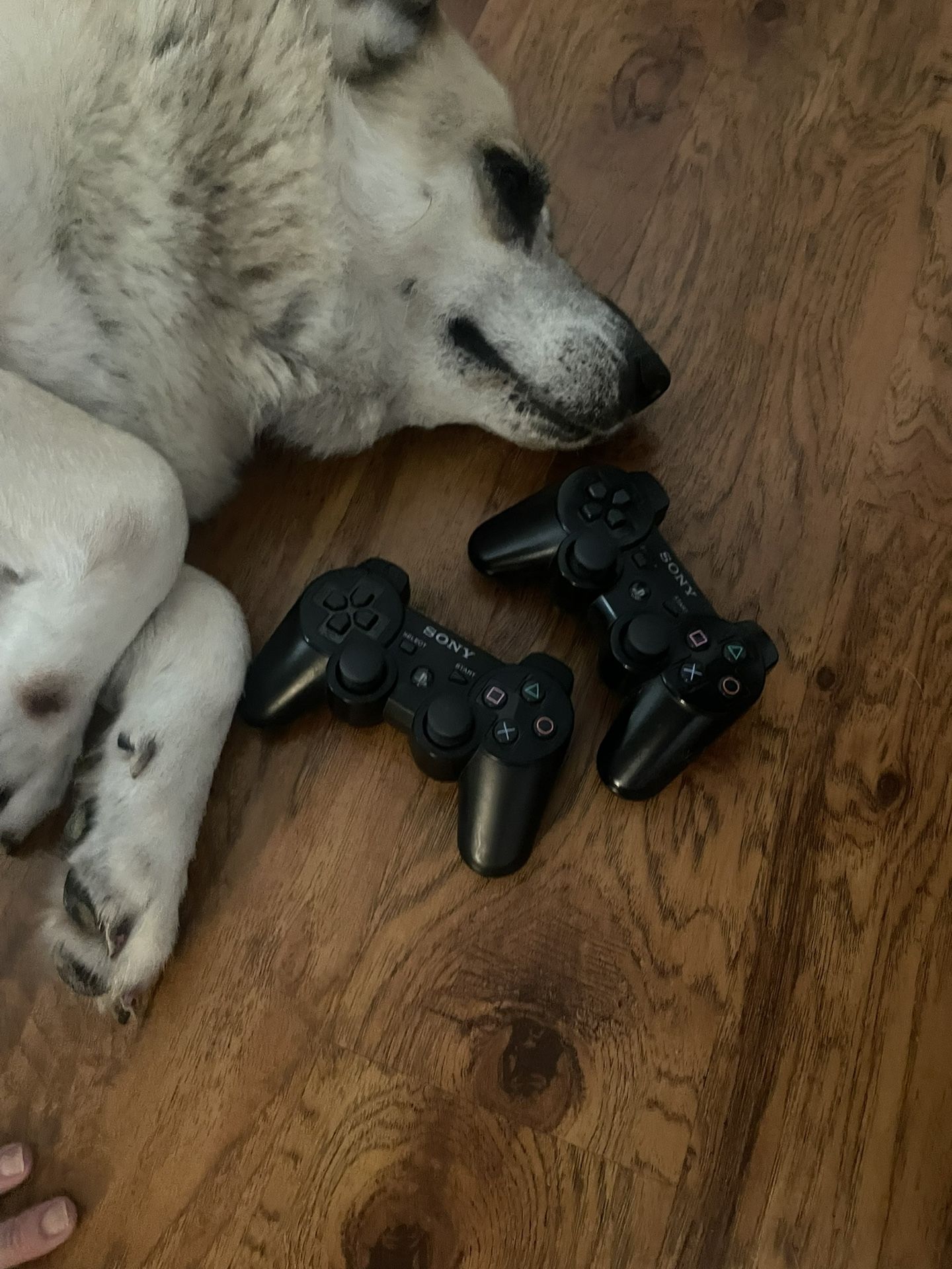 Your Choice Of PlayStation controllers and motion cameras, price per item